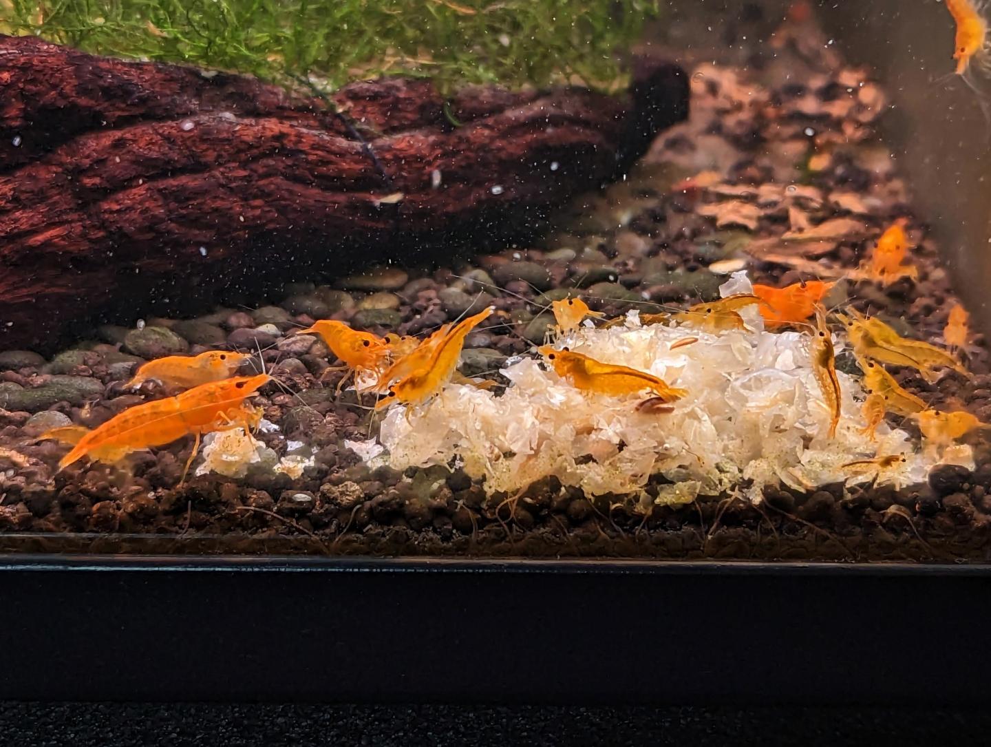 Neo Caridina Sunkist Cherry Shrimp