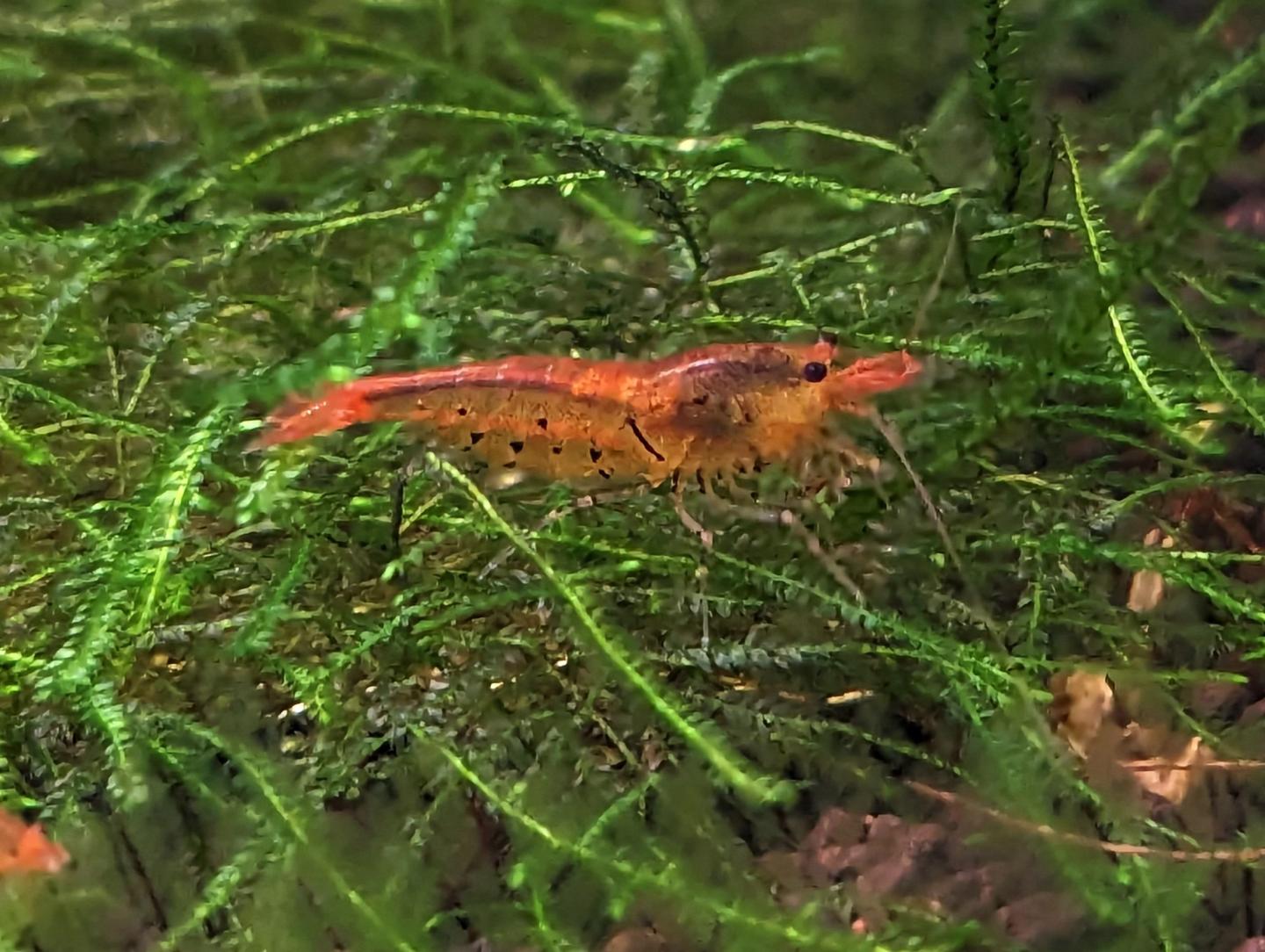 Tangerine tiger