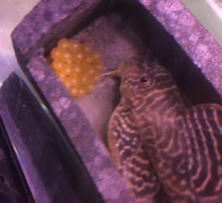 L066 King Tiger Pleco