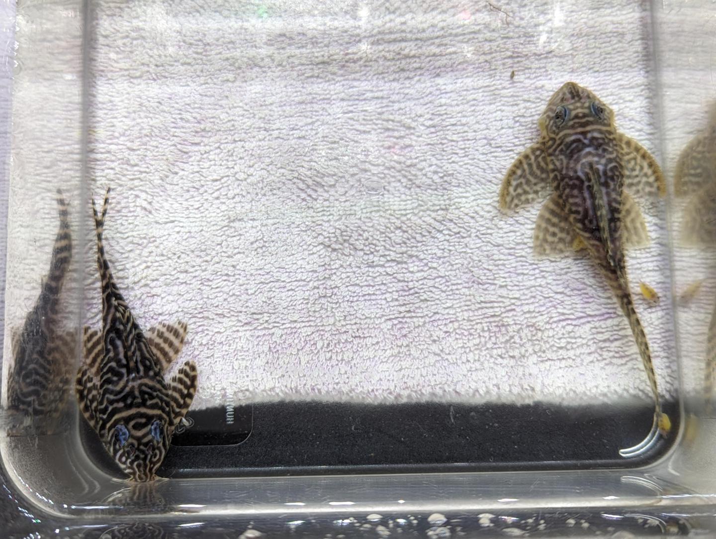 L066 King Tiger Pleco