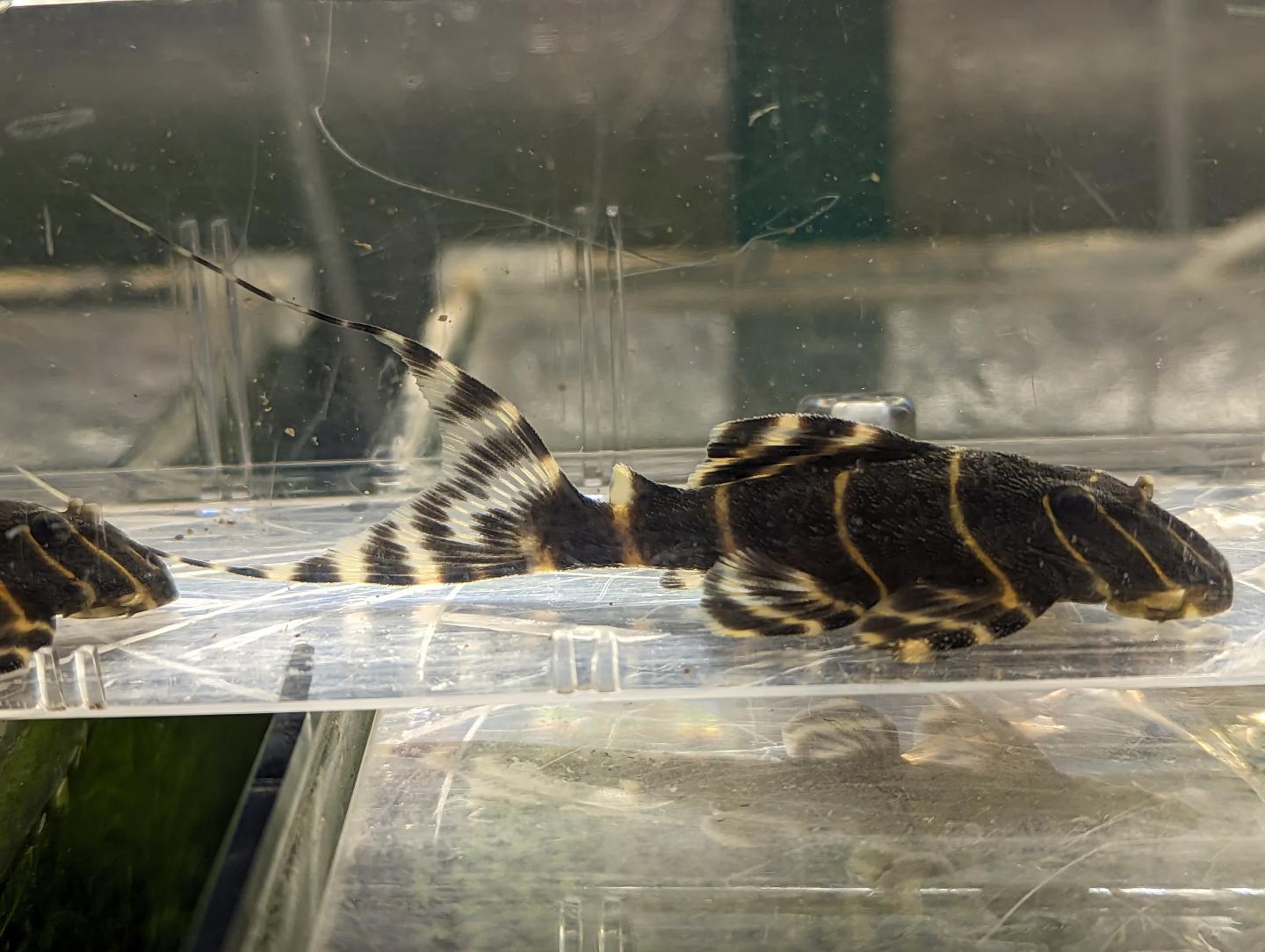 L204 flash pleco