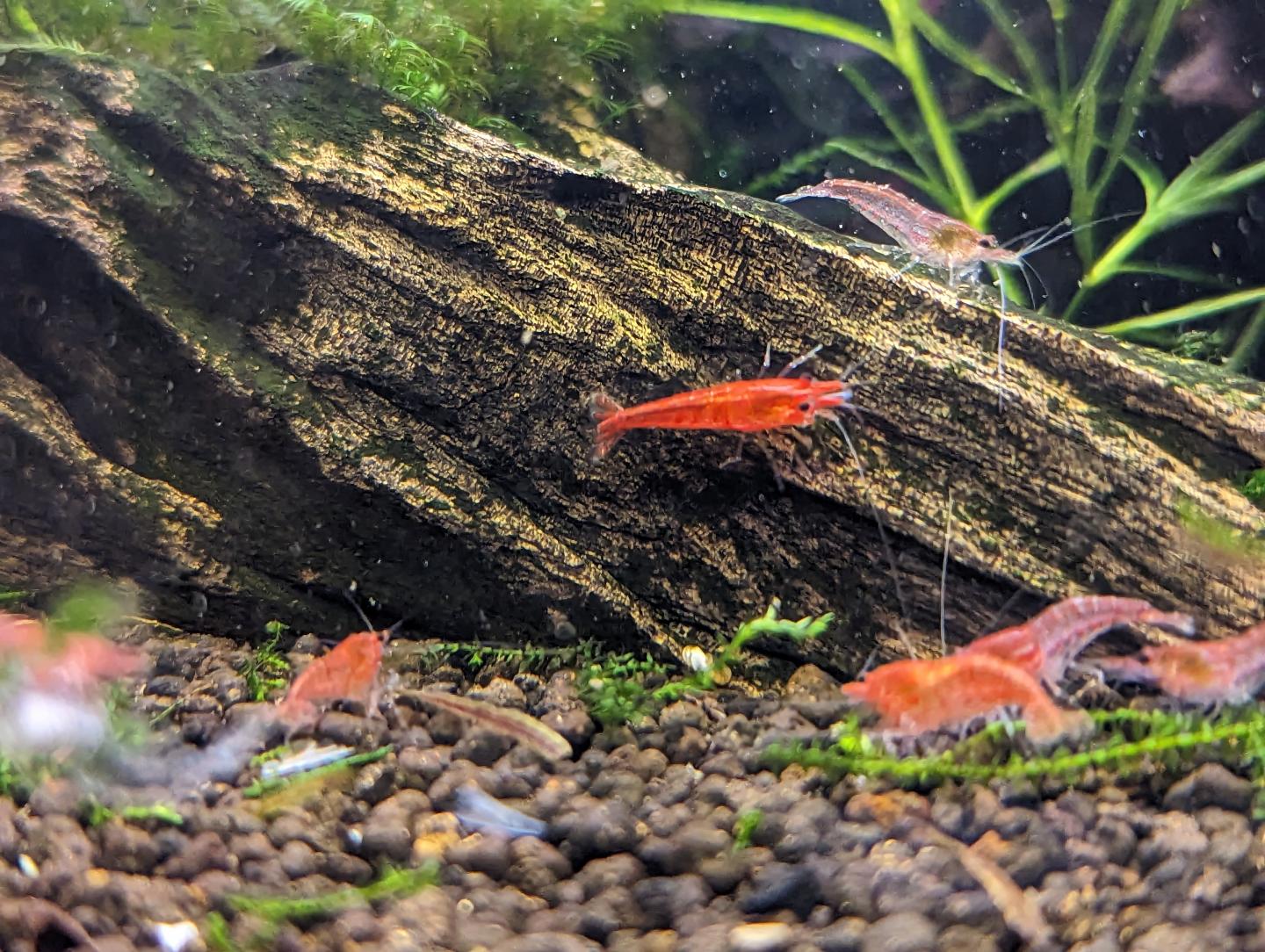 Red Cherry Shrimp