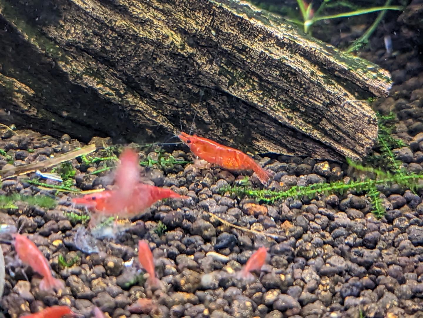 Red Cherry Shrimp