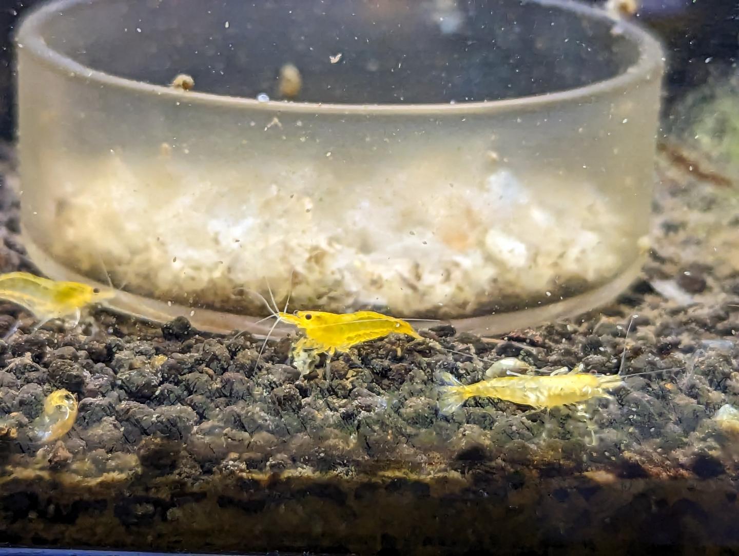 Yellow Cherry Shrimp