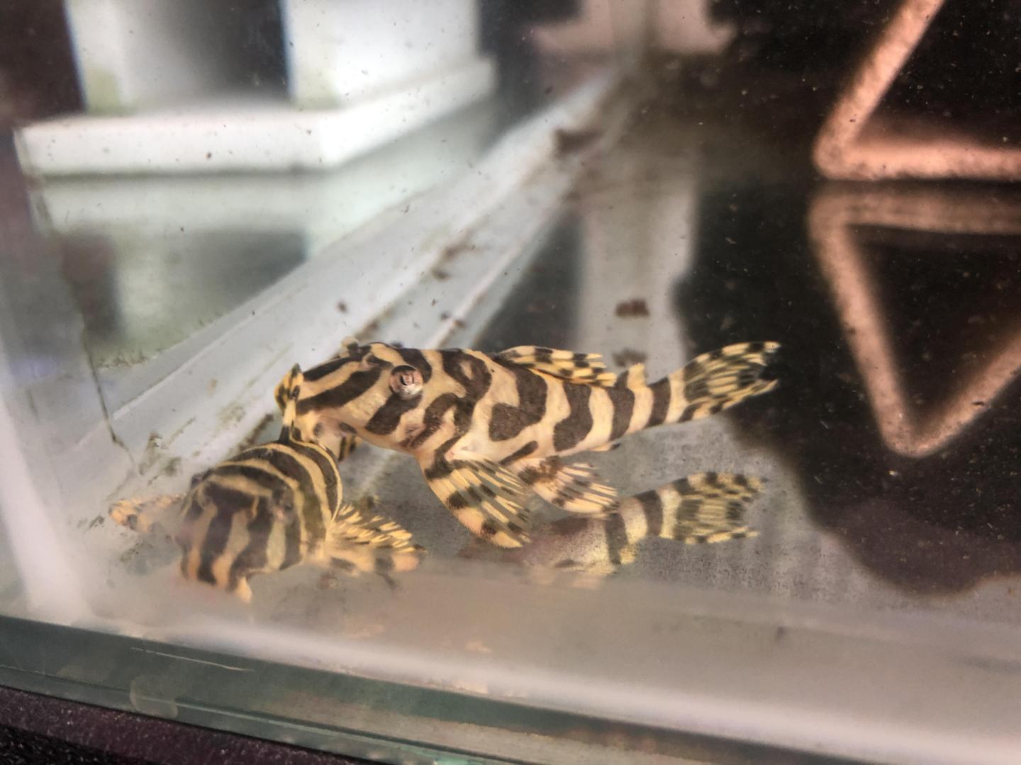 L134 leopard frog 5.5-6.5cm
