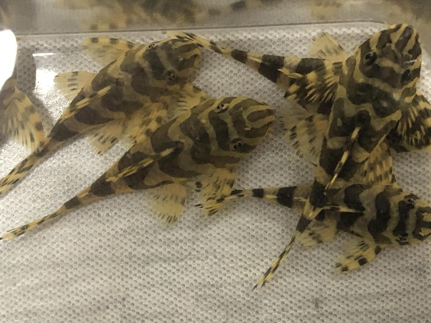 L134 leopard frog 5.5-6.5cm