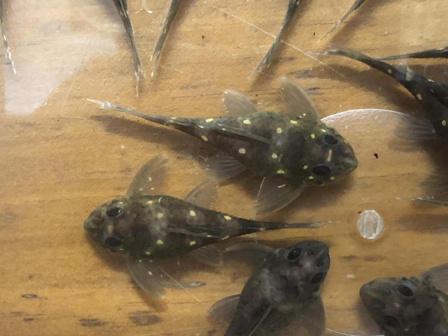 L201 Orinoco Angel silver 5-6cm