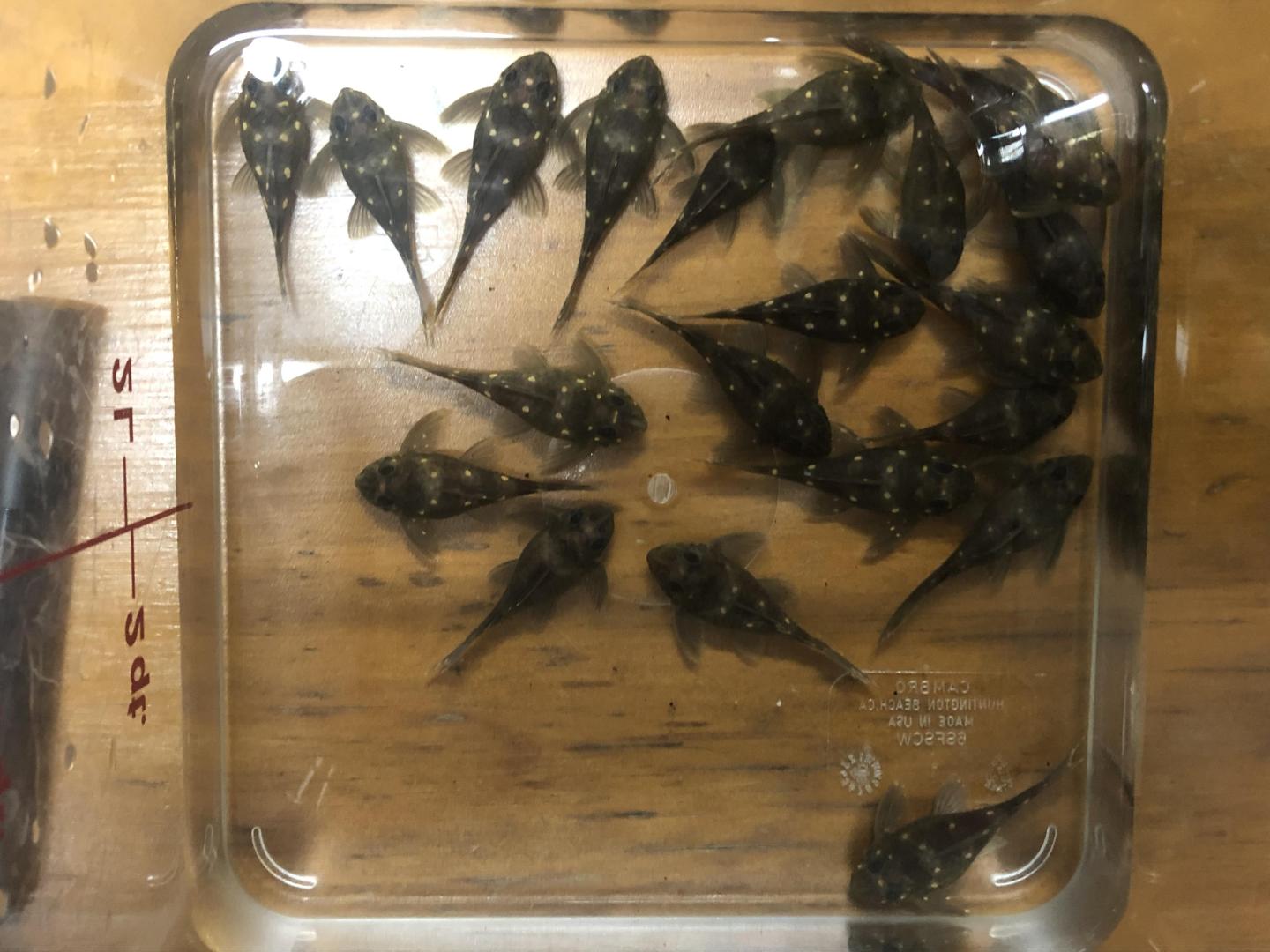 L201 Orinoco Angel silver 5-6cm