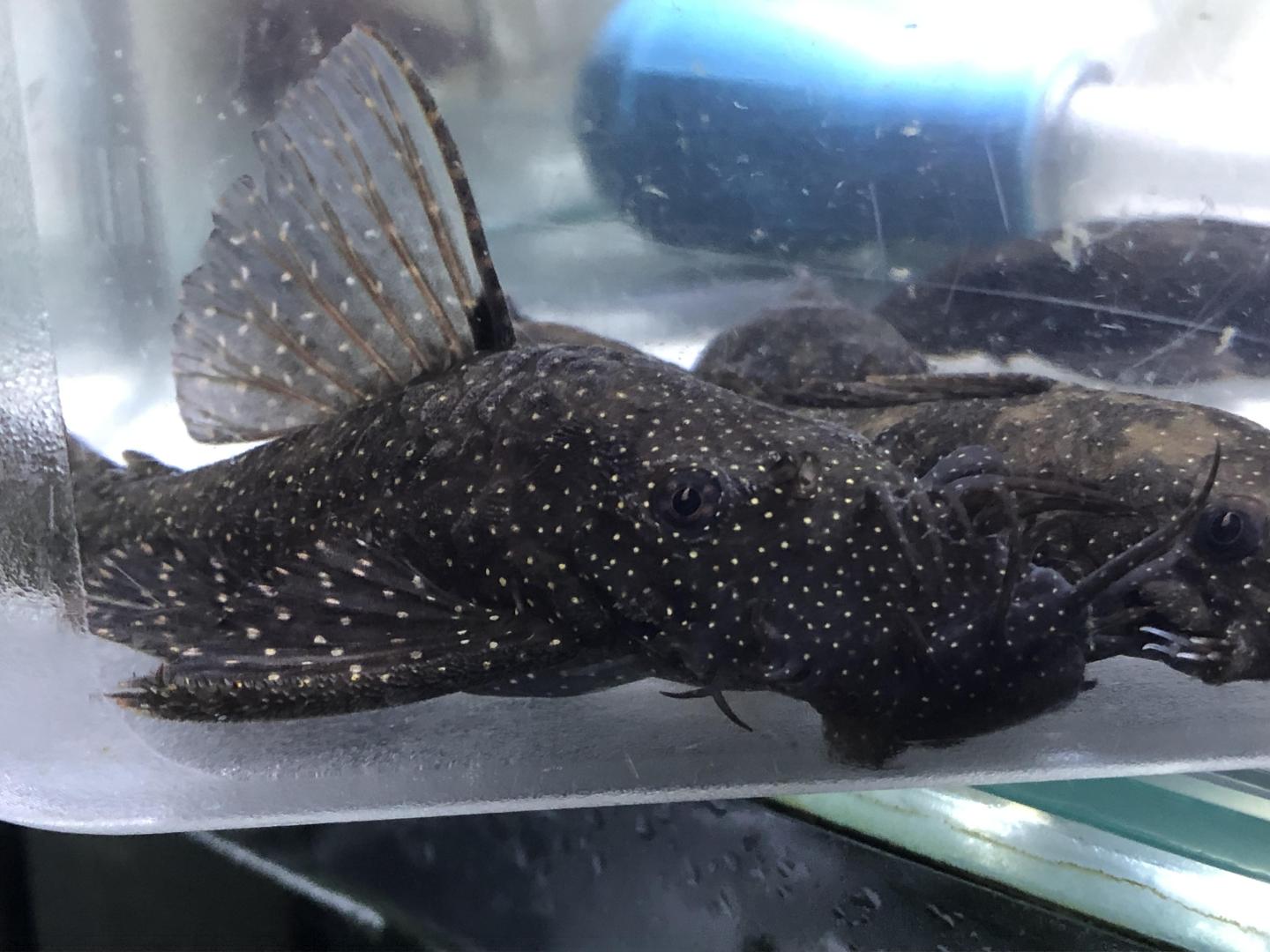 orangespot bristlenose pair