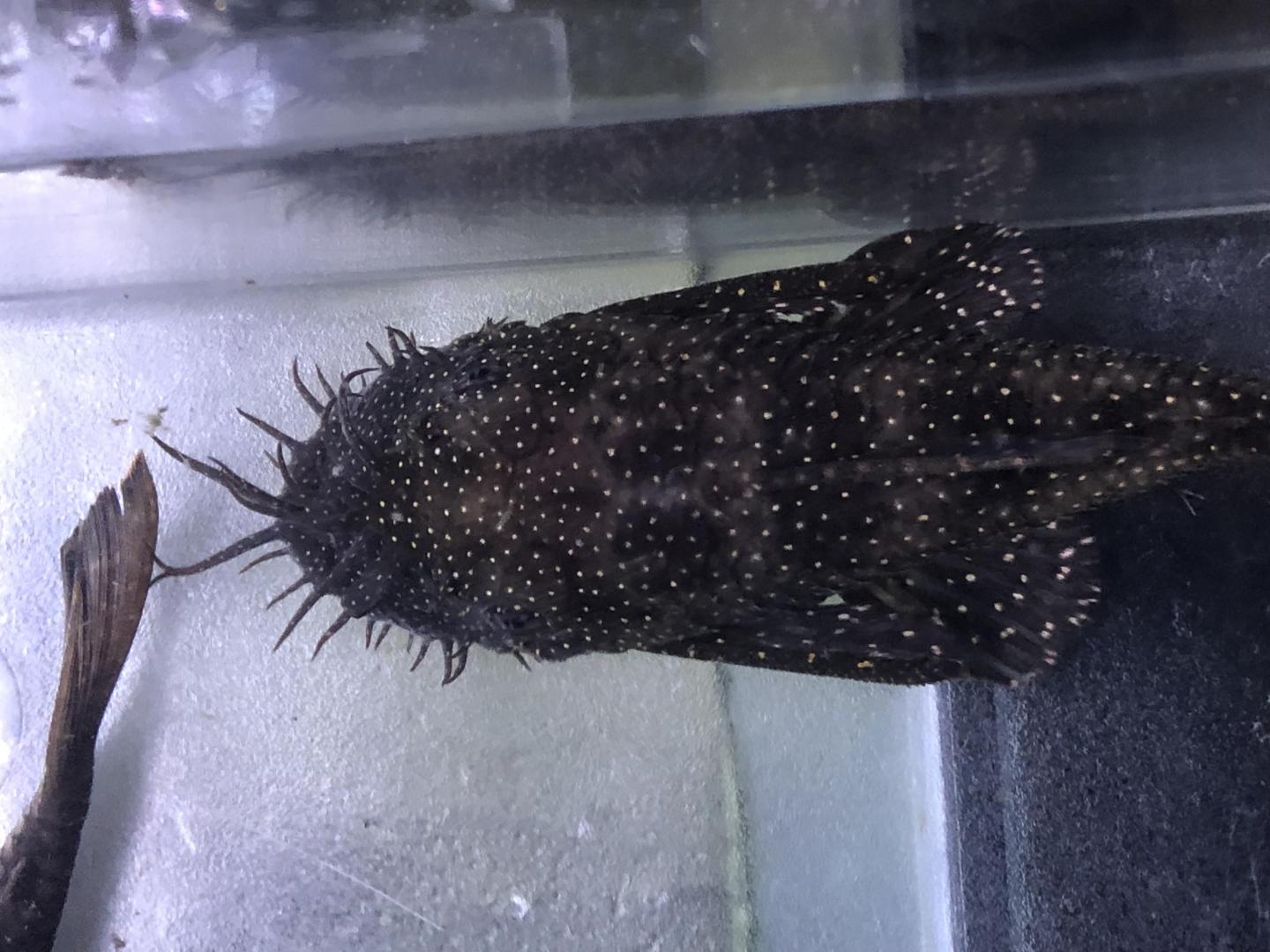 orangespot bristlenose pair