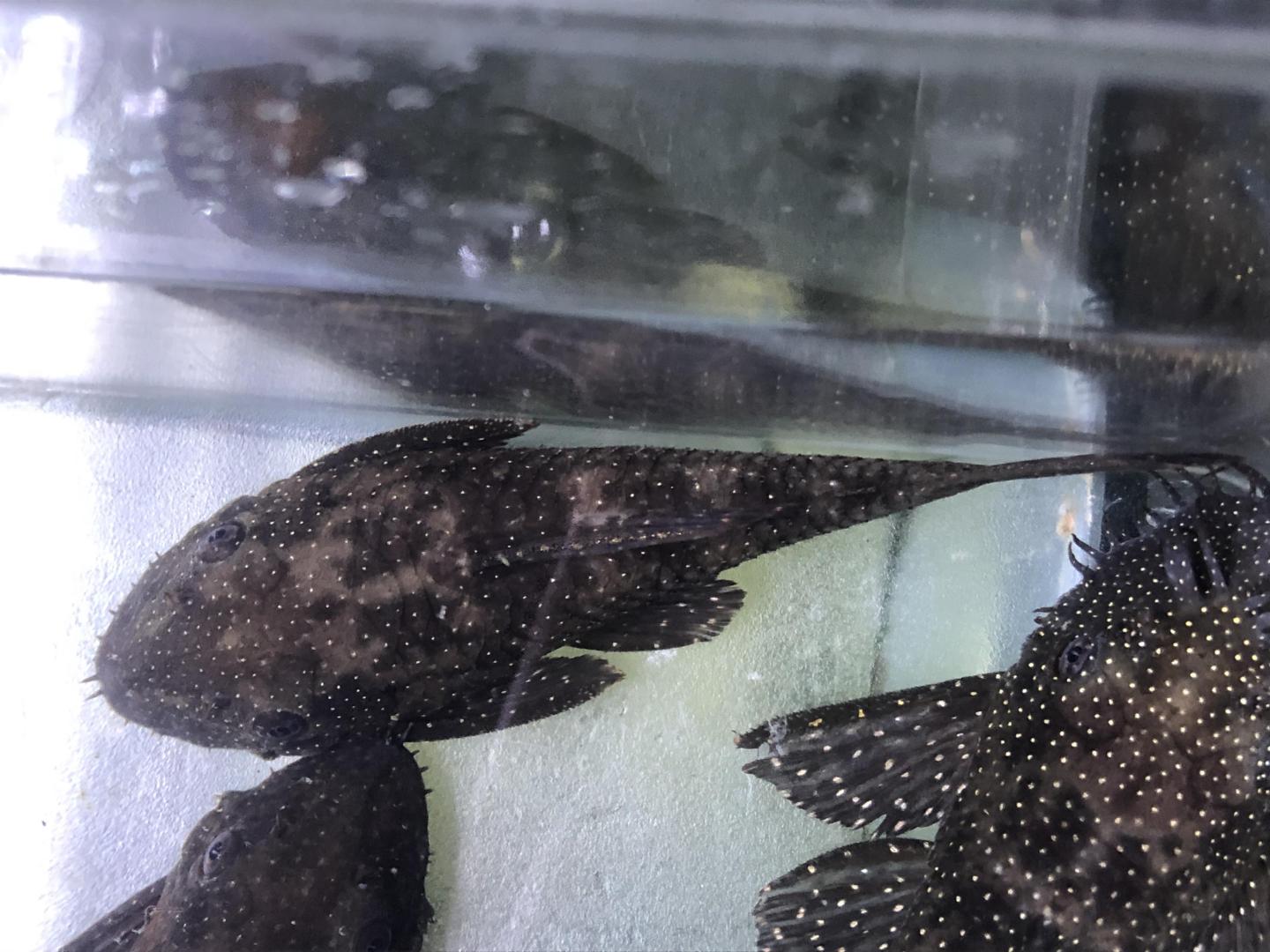orangespot bristlenose pair