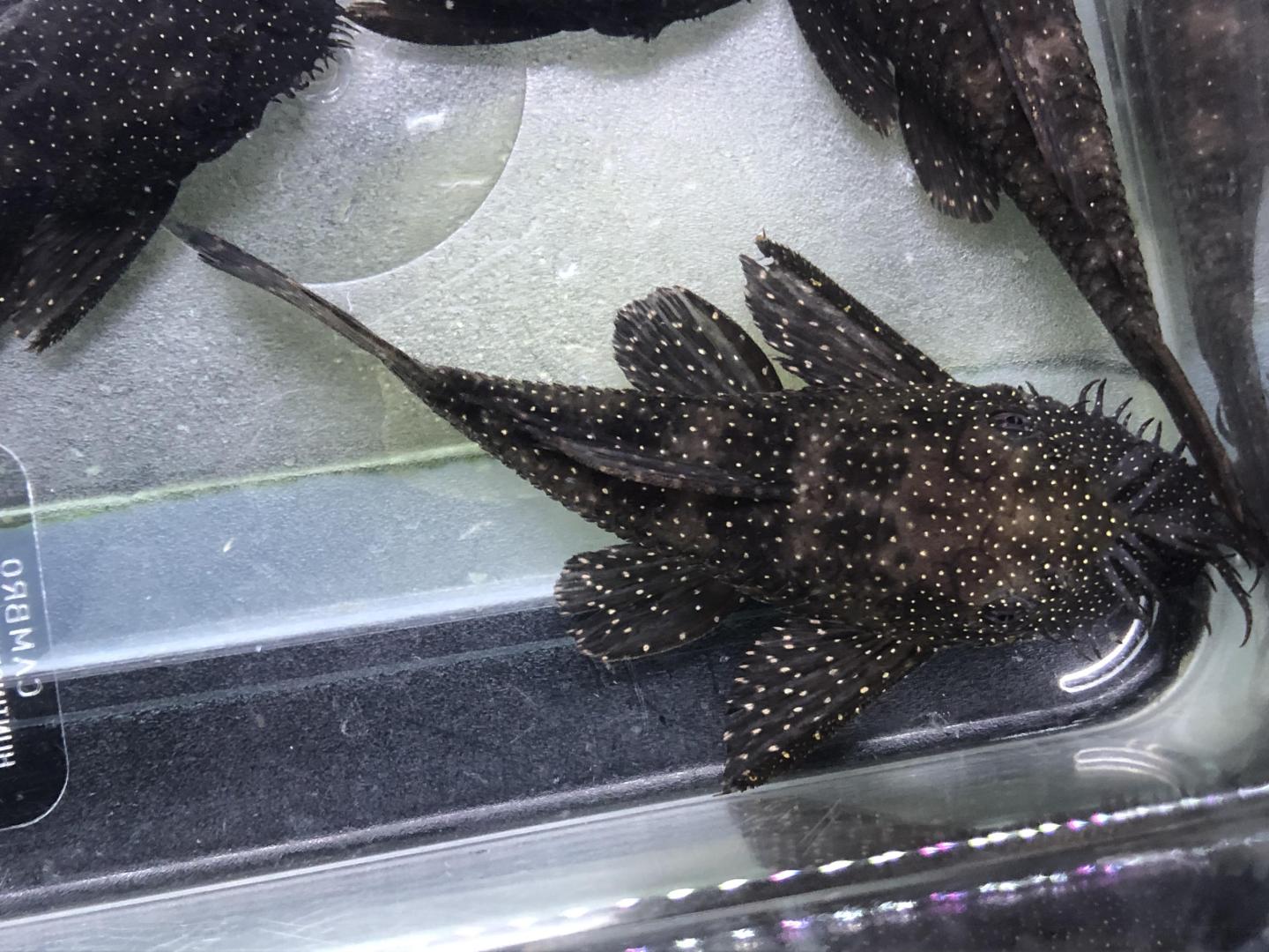 orangespot bristlenose pair