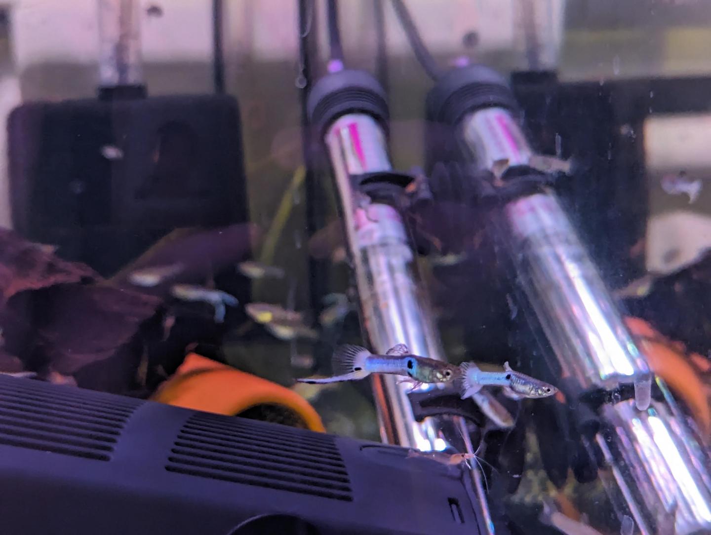 Japanese blue endler