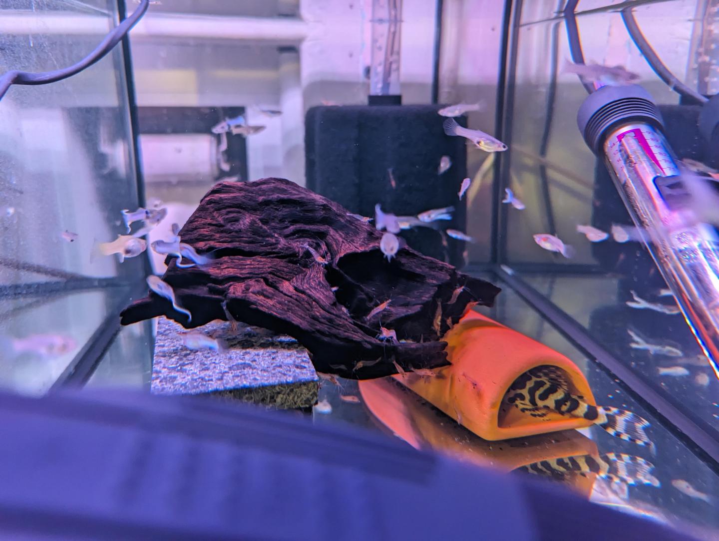 Japanese blue endler