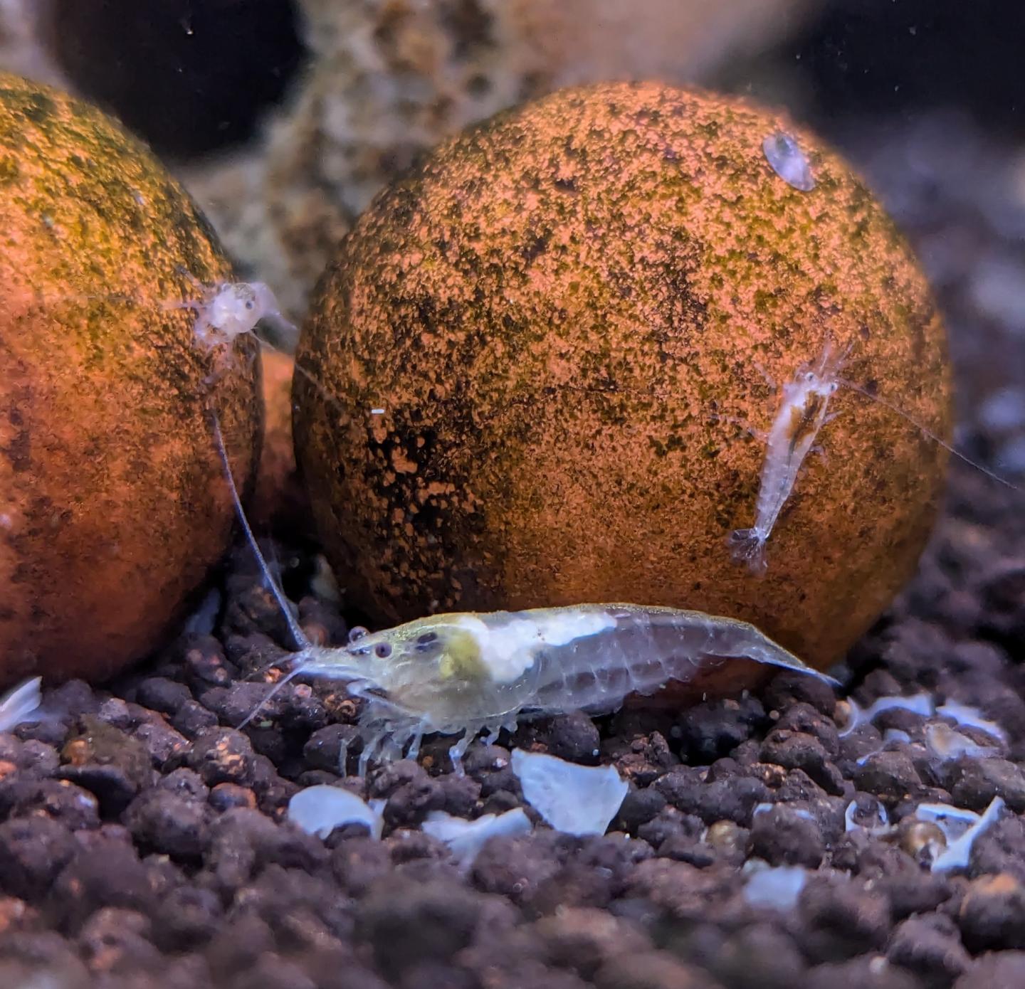 Snowball shrimp