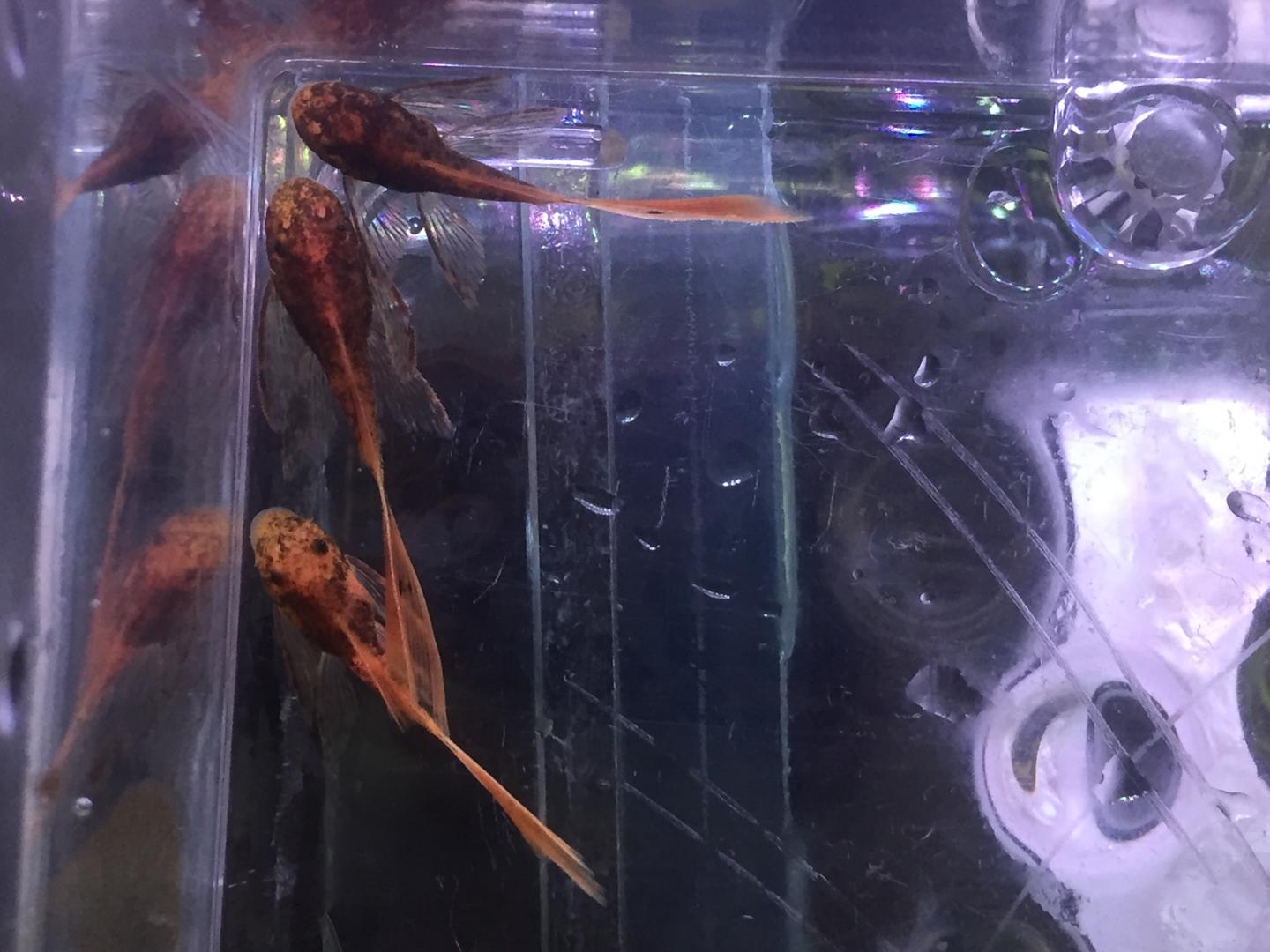 Marble Longfin Bristlenose