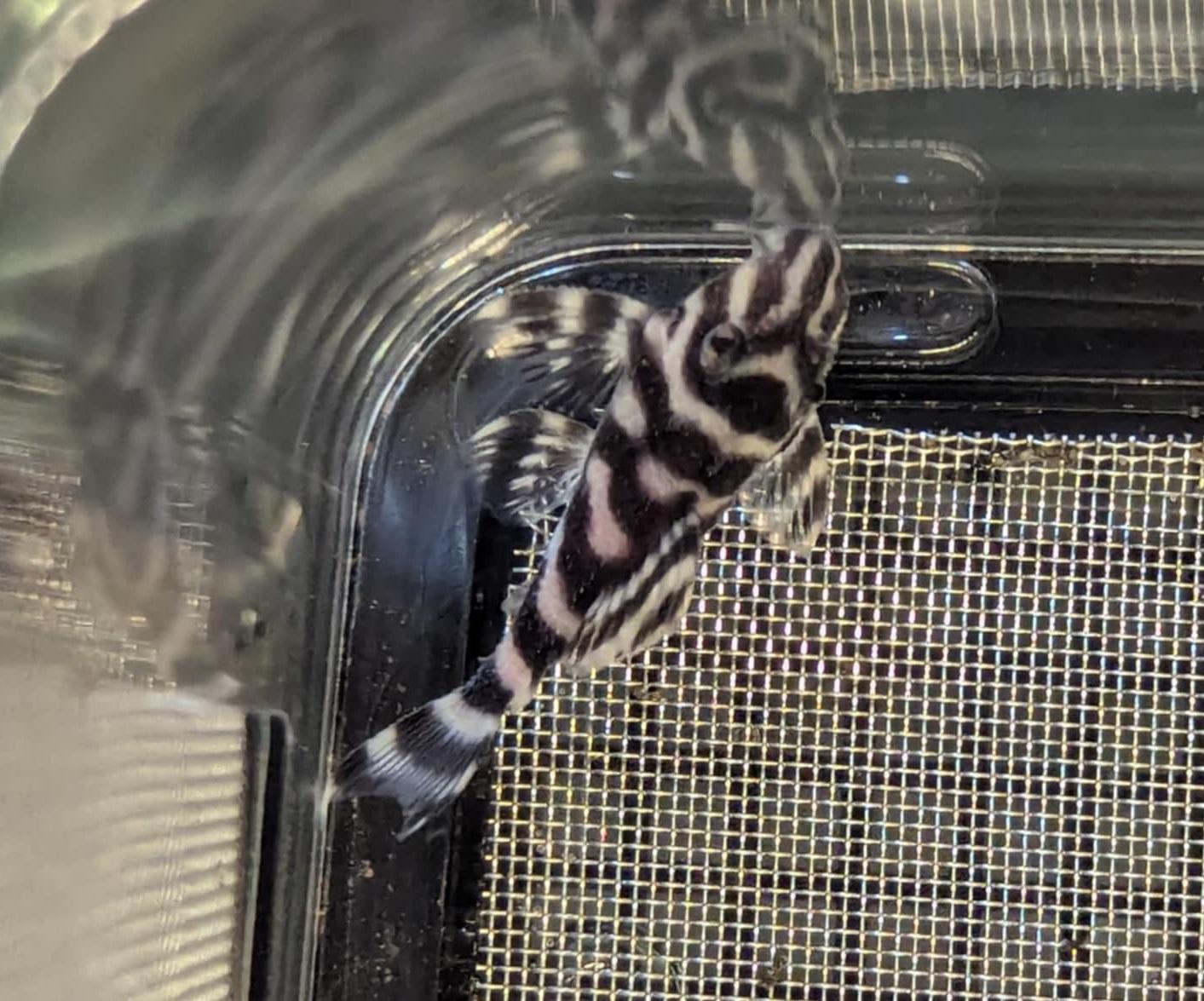 L129 colombian zebra pleco