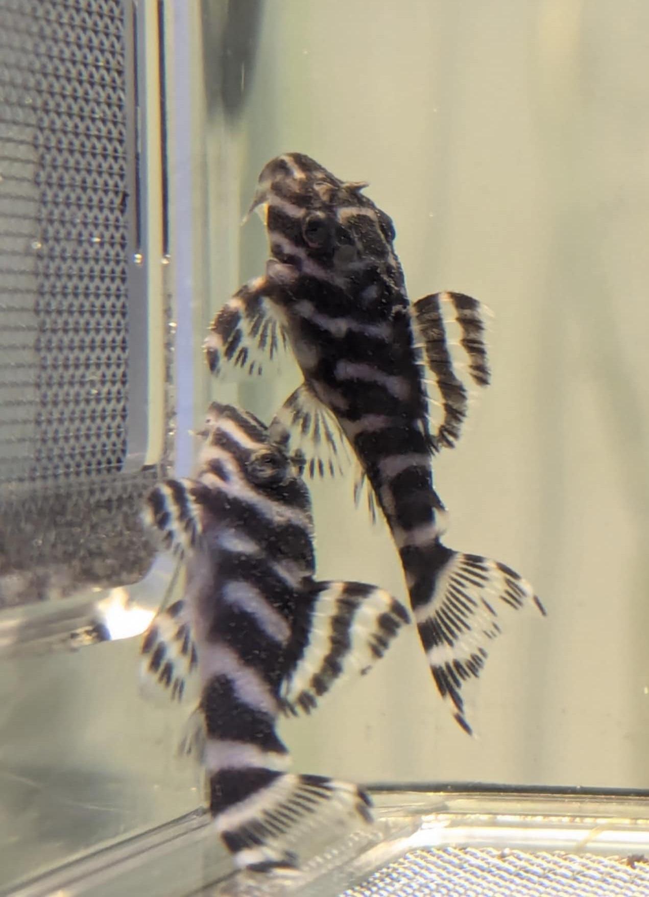 L129 colombian zebra pleco