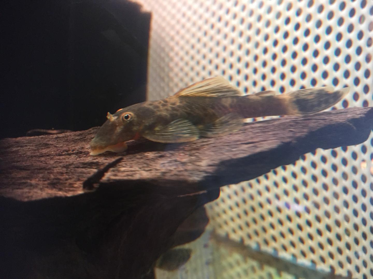 Marble Bristlenose