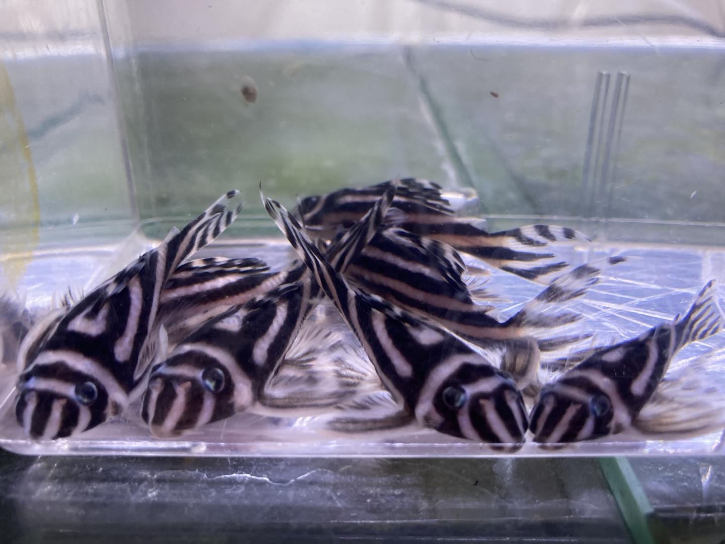 L046 zebra pleco