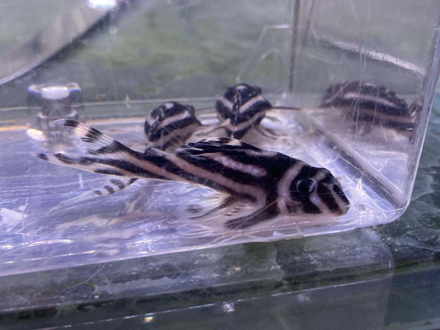 L046 zebra pleco