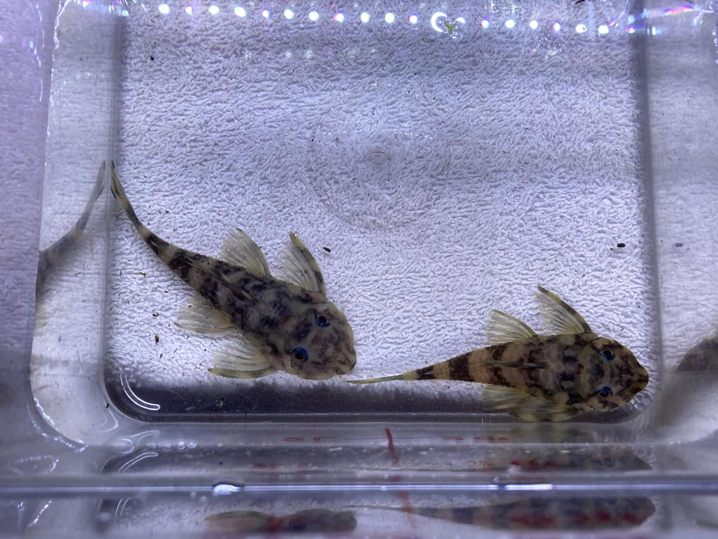 L168 butterfly pleco