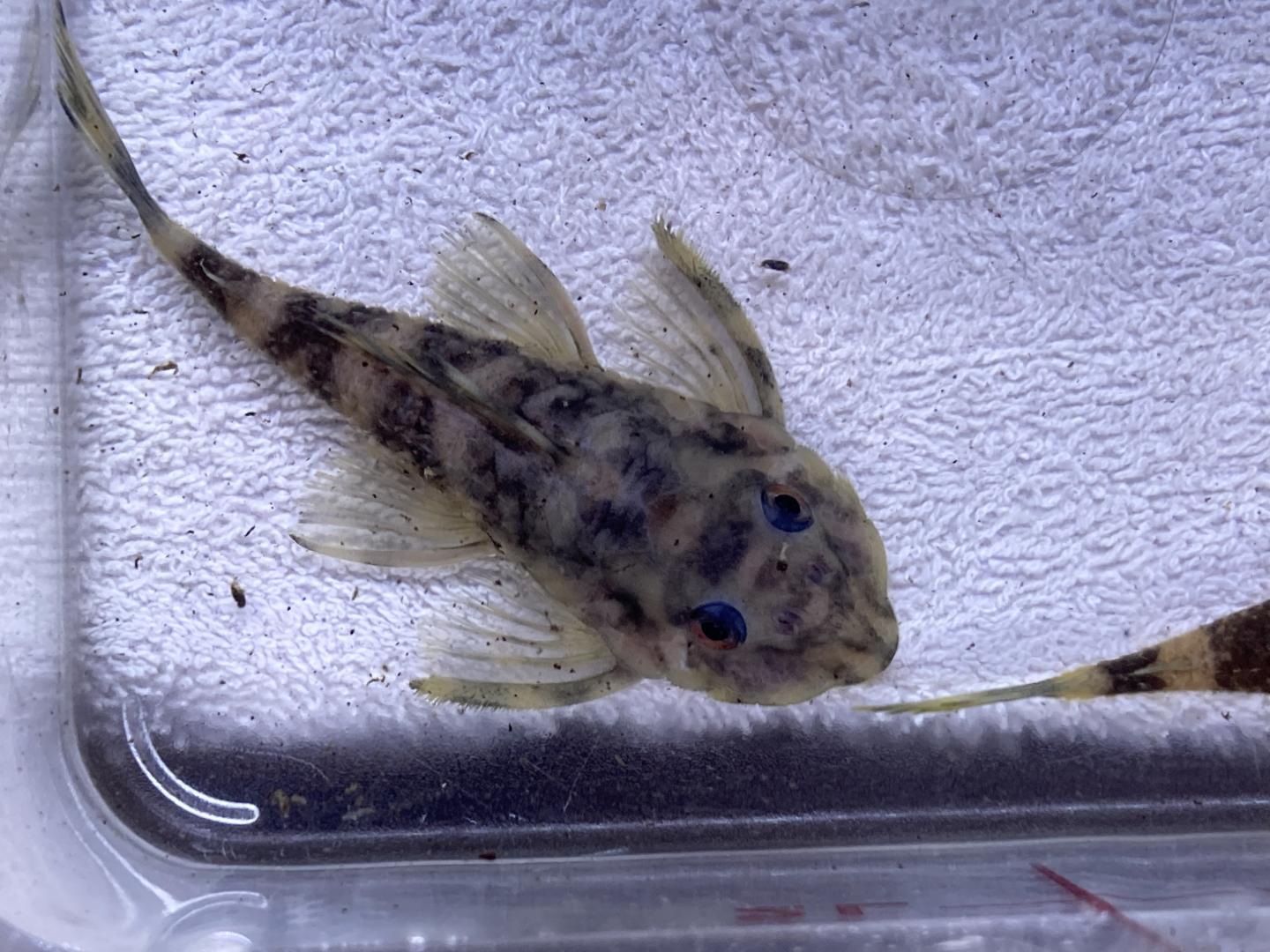 L168 butterfly pleco