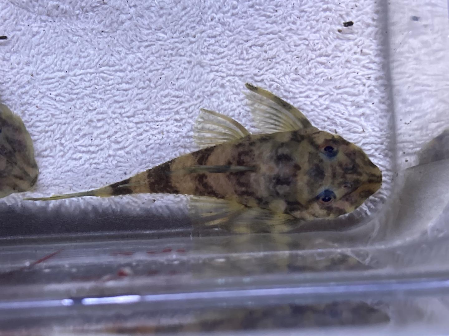 L168 butterfly pleco