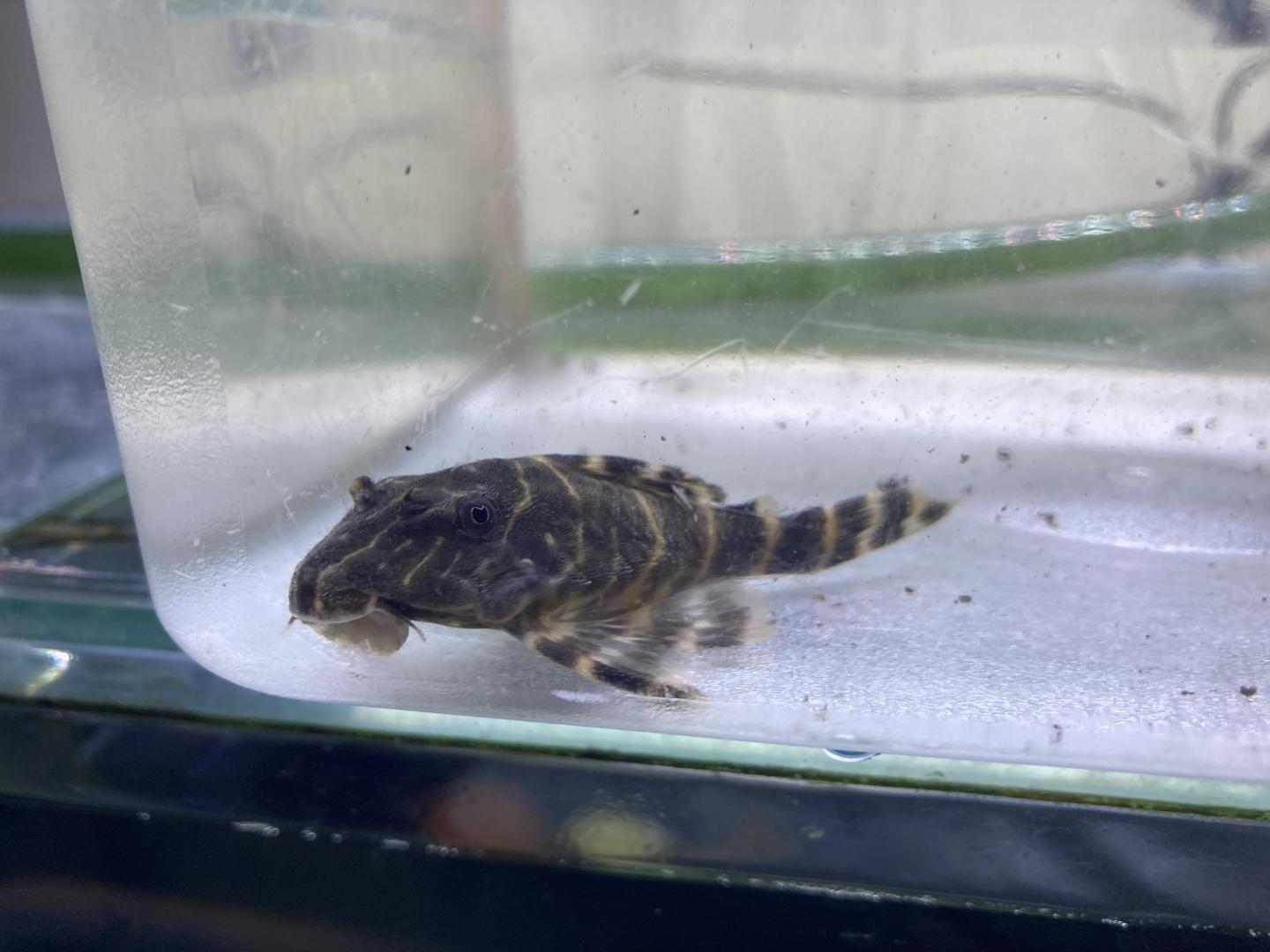 L104 clown pleco