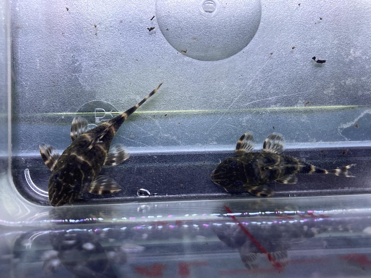 L104 clown pleco