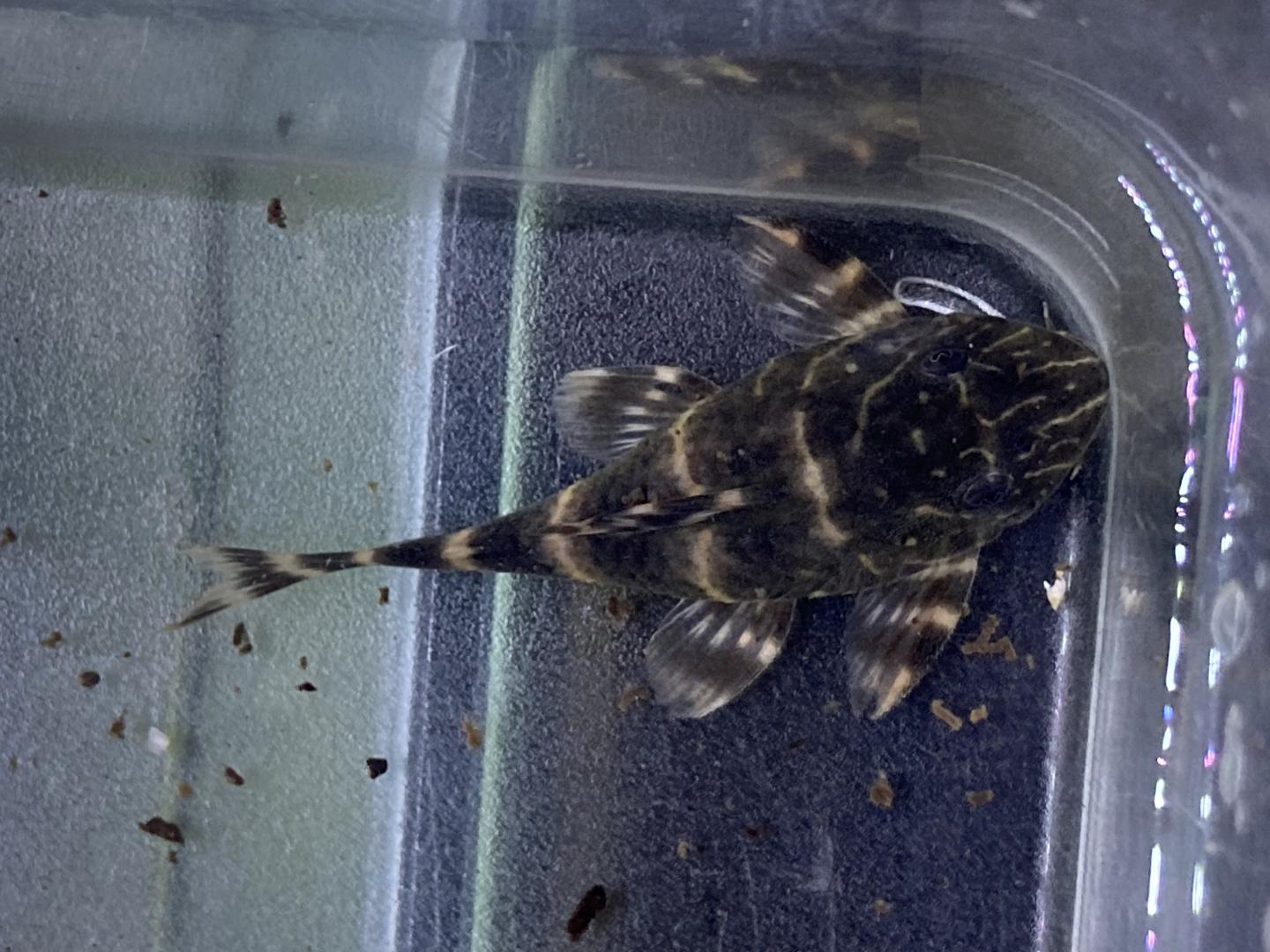 L104 clown pleco