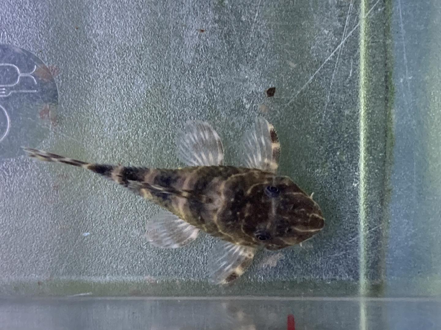 L104 clown pleco