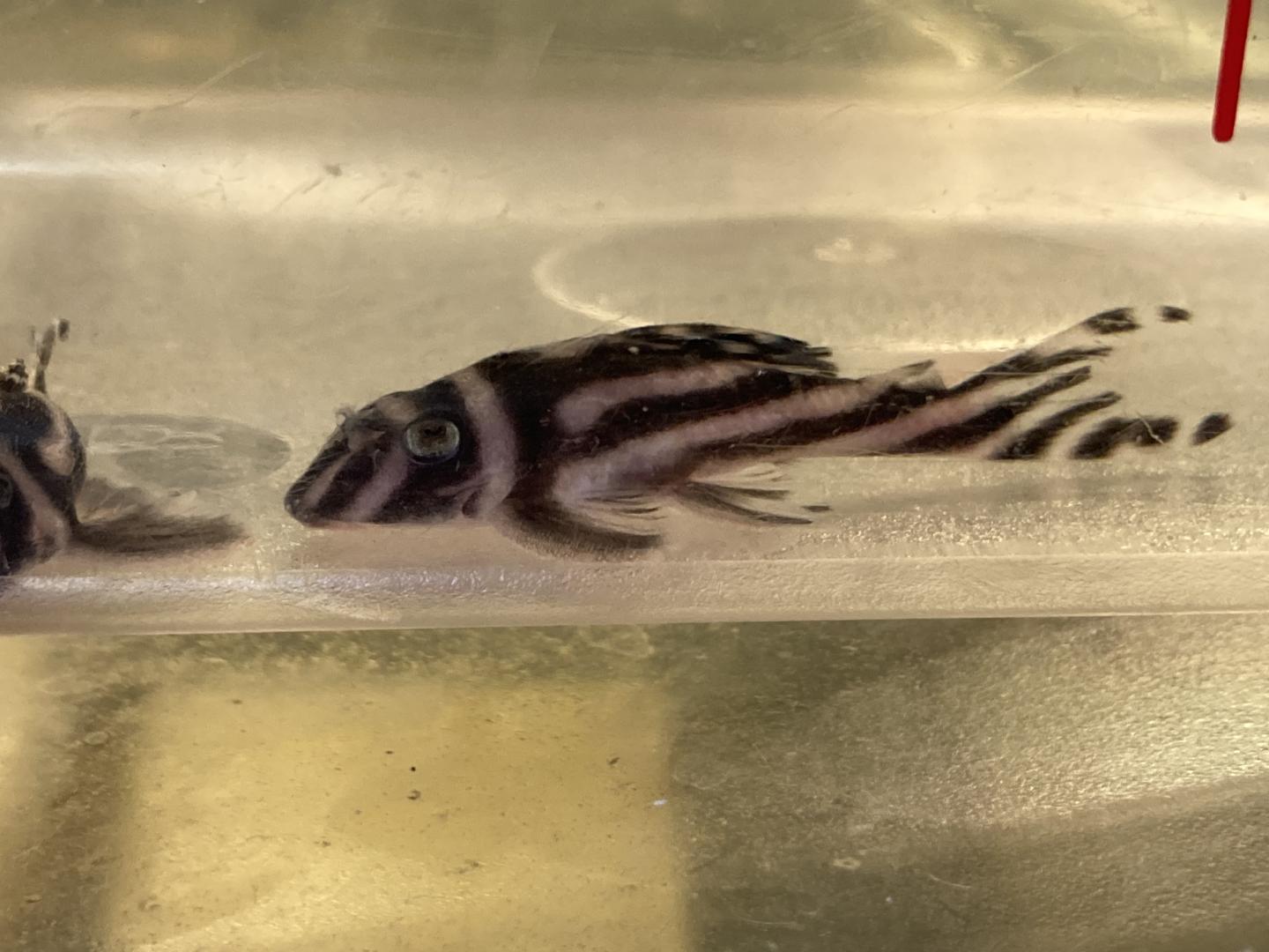 L046 zebra pleco