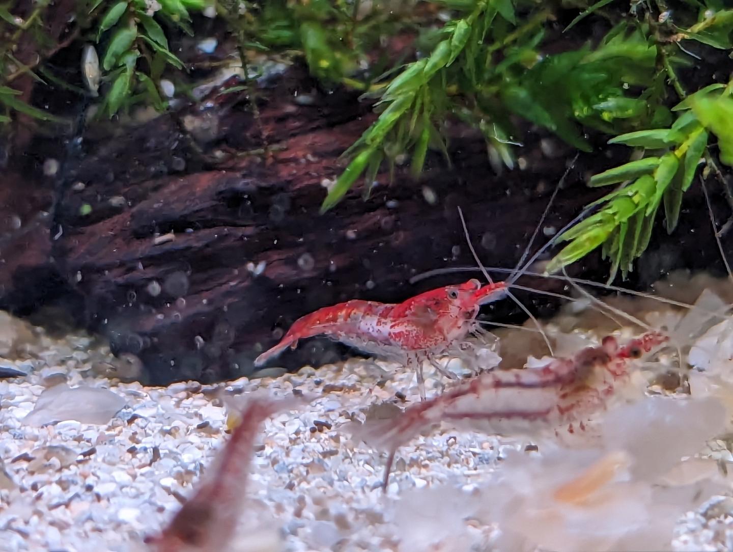 red rilli