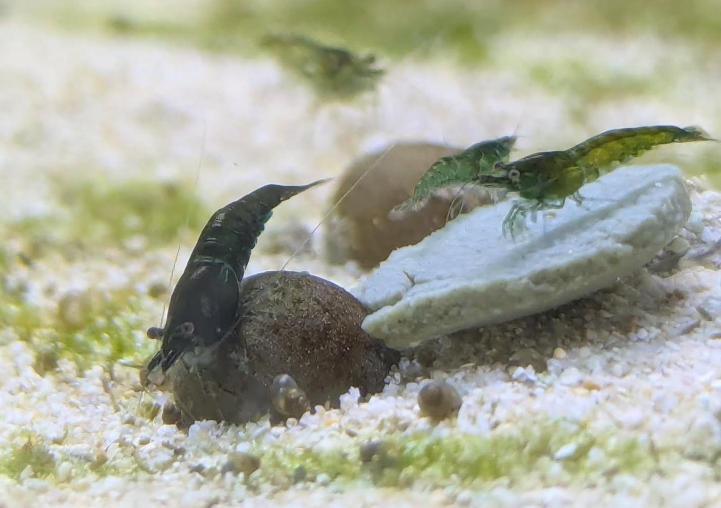Green diamond shrimp