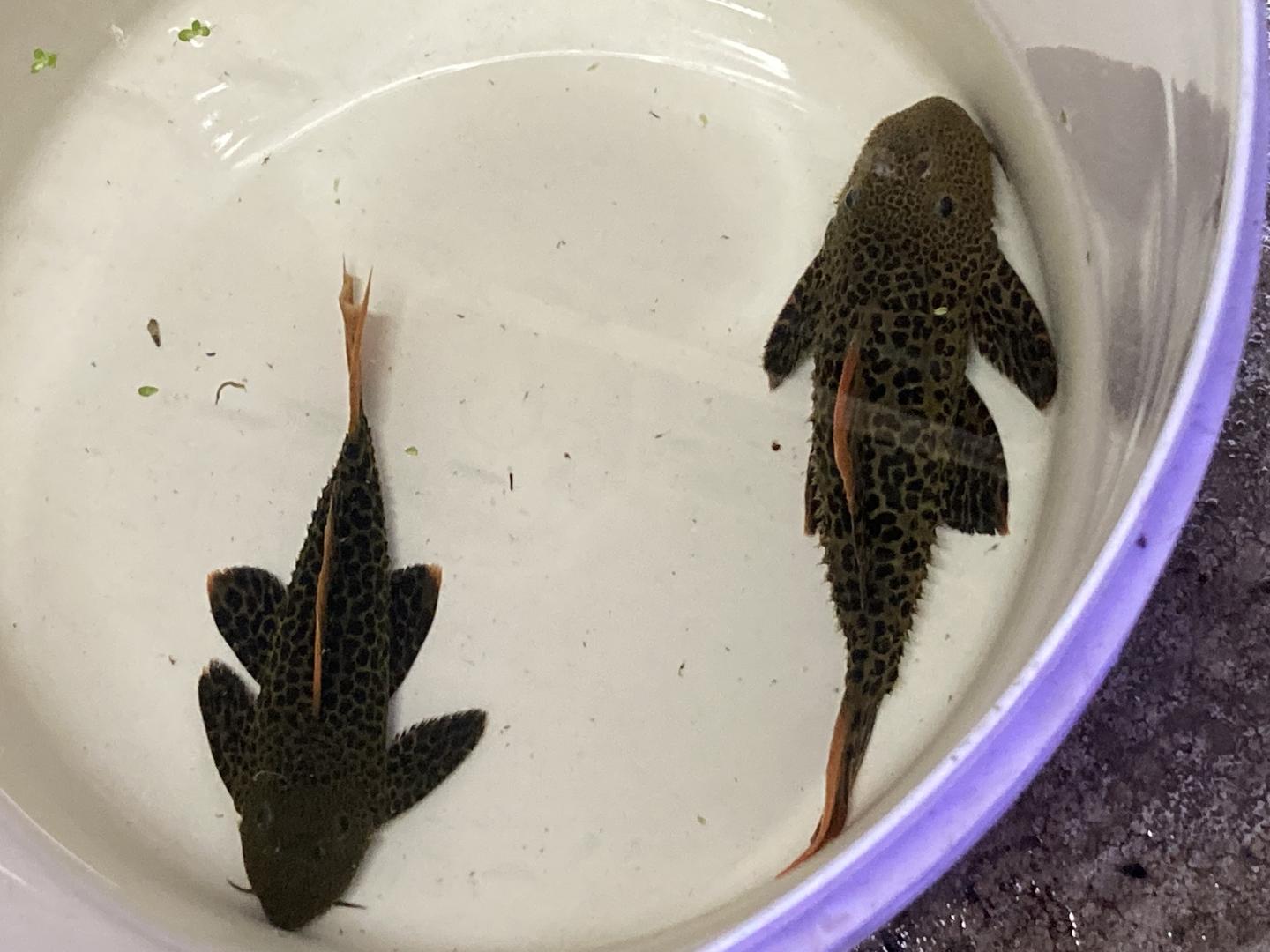 L600 leopard cactus pleco