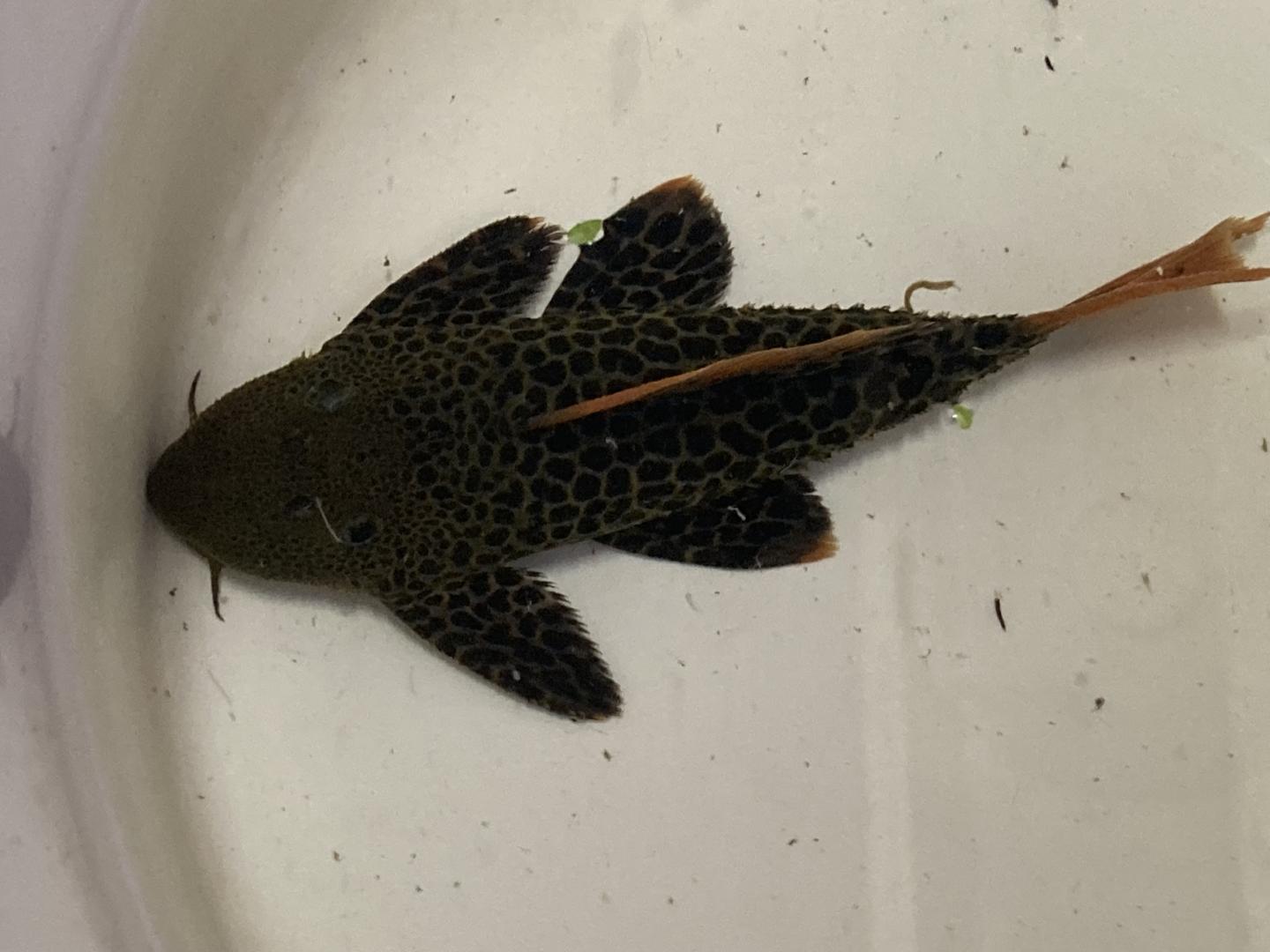 L600 leopard cactus pleco