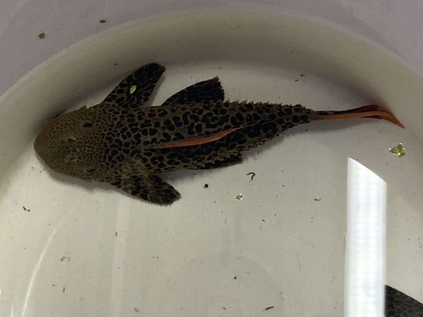 L600 leopard cactus pleco