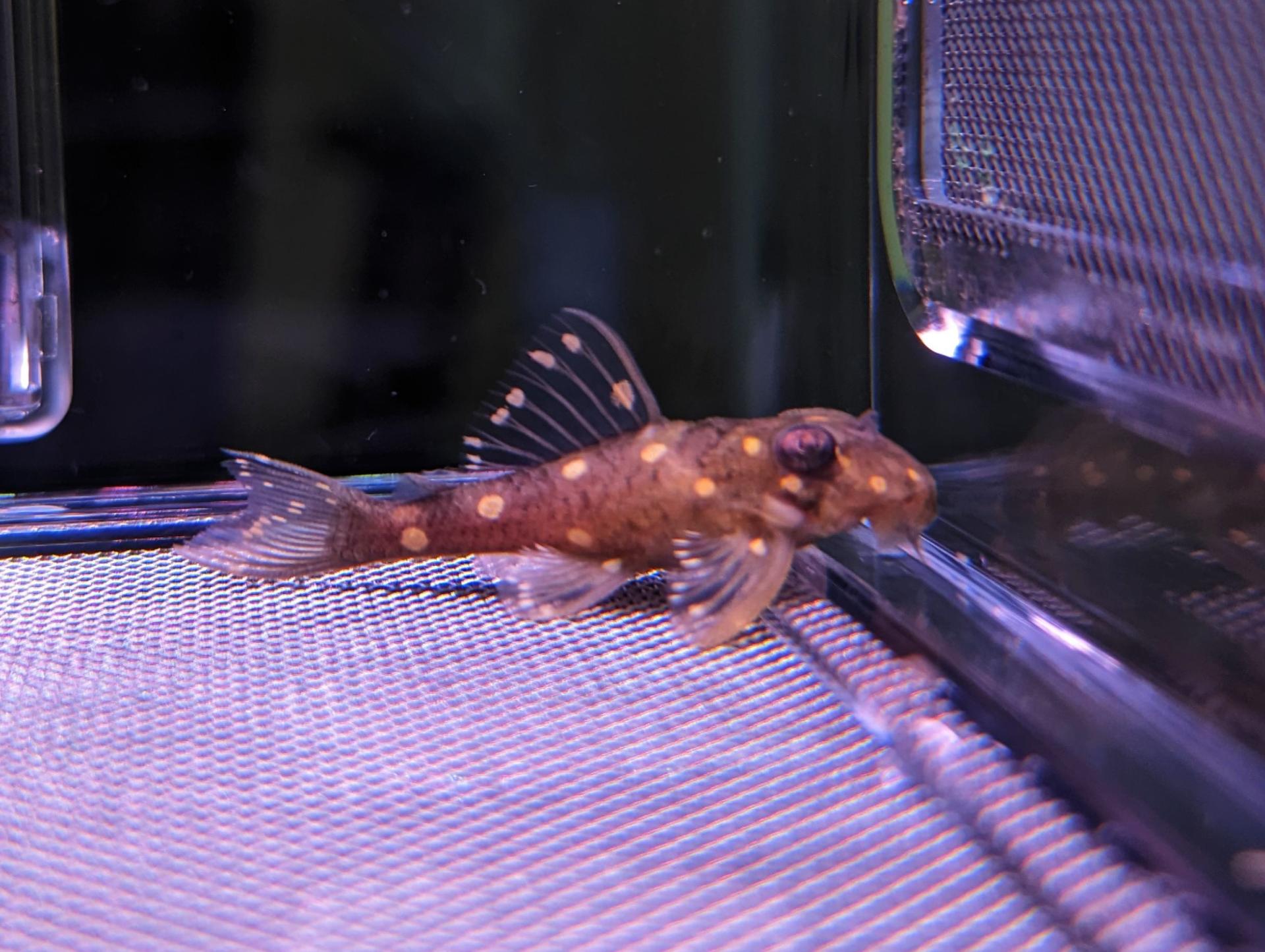 Buy L201 - Leucistic Silver Orinoco Angel Pleco online in Australia ...