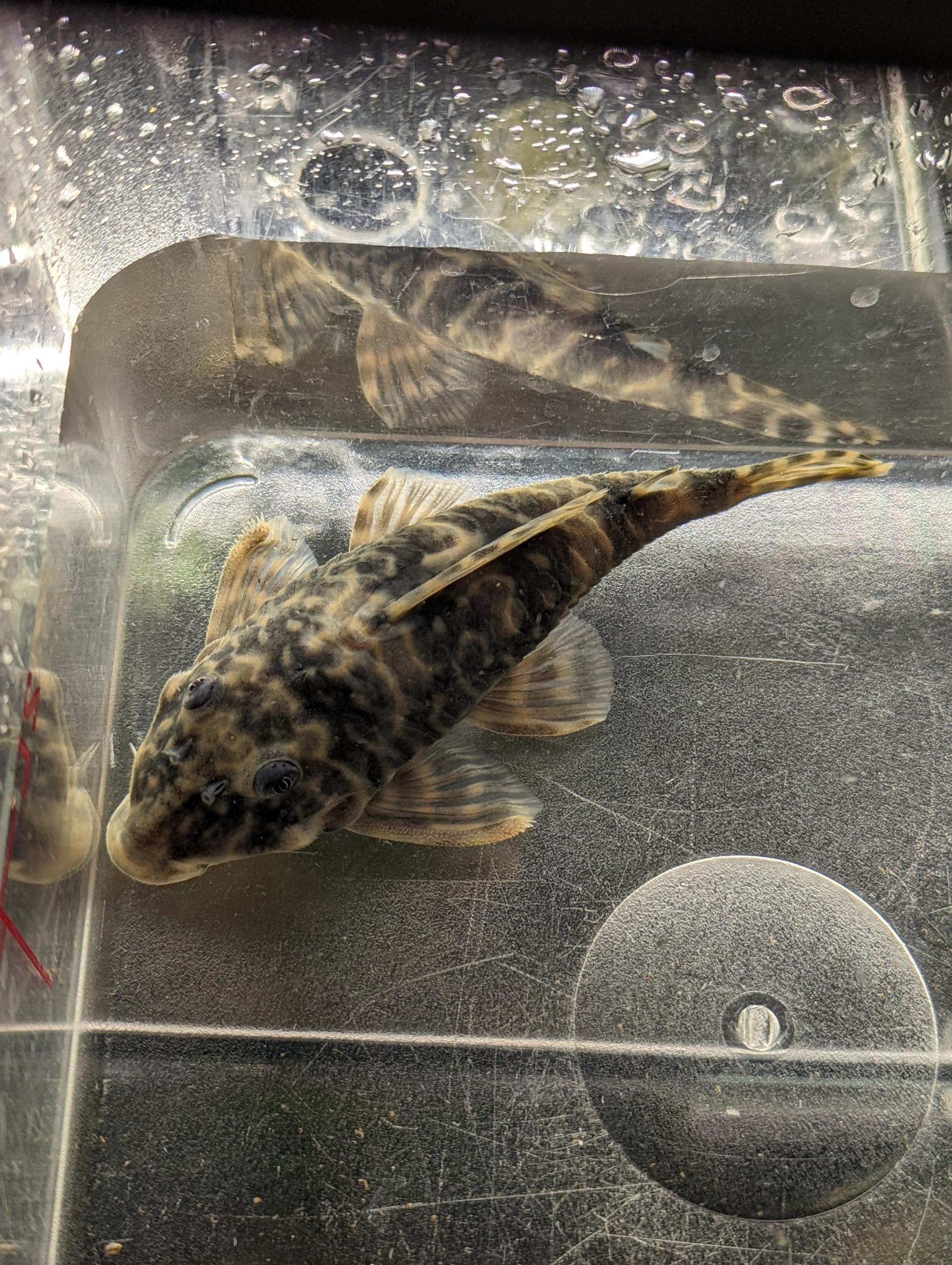 Buy LNumber Plecos online in Australia Point Pleco Aquariums