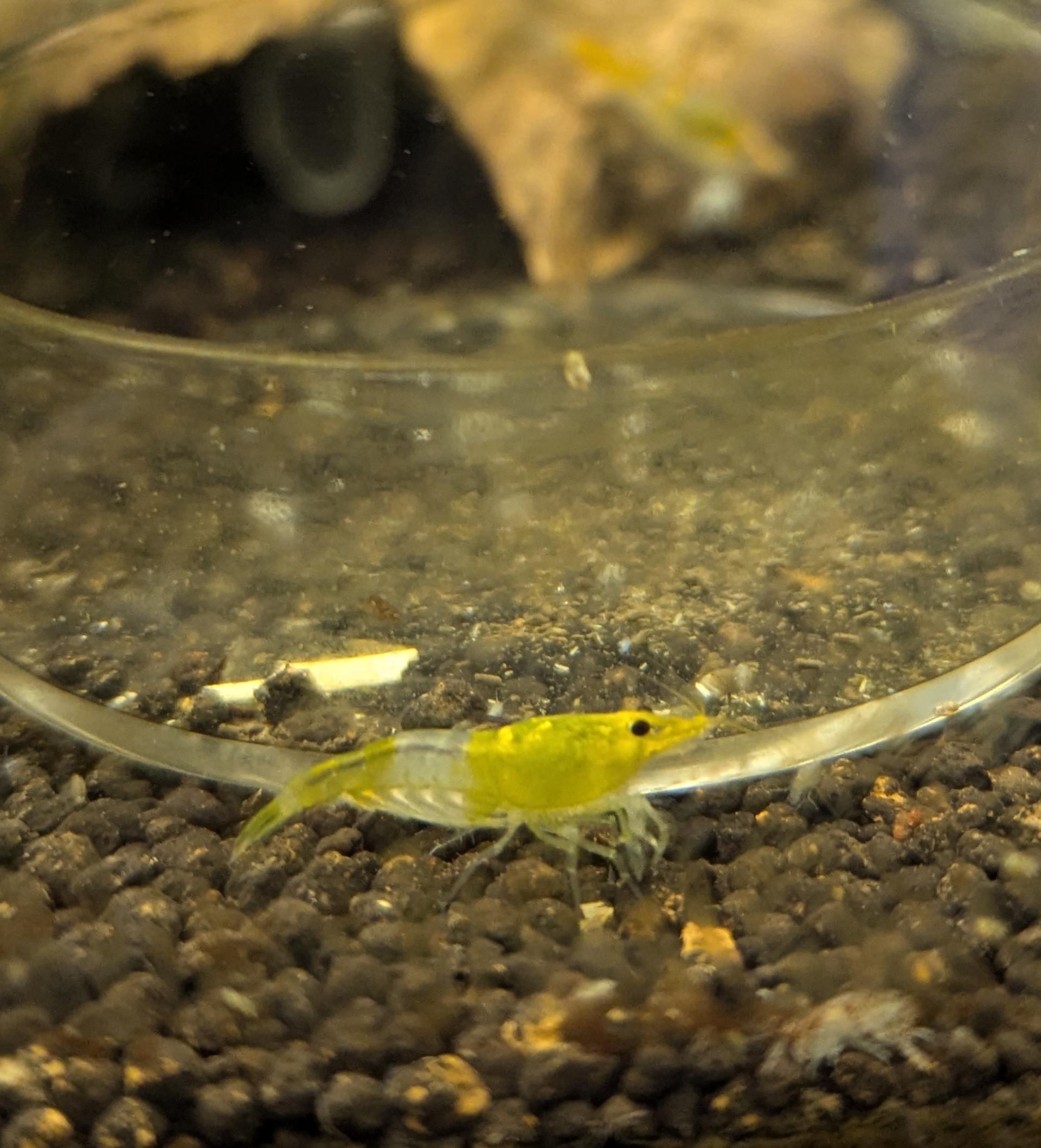 Buy Neocaridina Yellow Rilli Cherry Shrimp online in Australia | Point ...